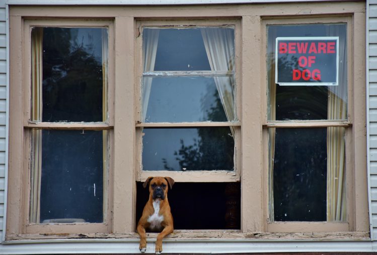 Il Cane Che Abbaia In Condominio Non Disturba Il Vicino Del Piano Sottostante/sovrastante